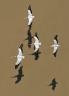 American White Pelicans , Bent County, Colorado CO