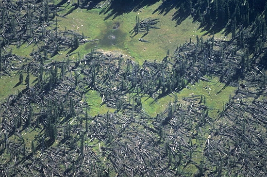 Aerial photo of Mt Zirkel Blowdown, CO Aerial photo of Mt Zirkel Blowdown, Routt County, Colorado, CO United States