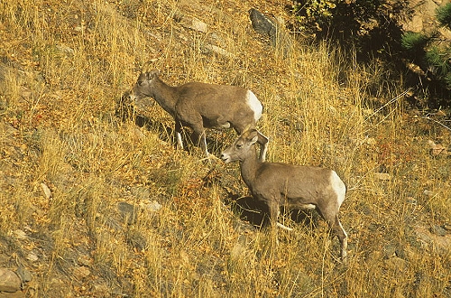 Aerial photo of Bighorn Sheep, CO Aerial photo of Bighorn Sheep, Fremont County, Colorado, CO United States