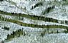 164: Aspen Forest in Snow, Pitkin County, Colorado