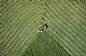 213: Mowing Hay, Yorktown, Saskatchewan