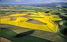 222: Canola Fields, Palouse Hills, Washington