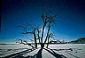 226: Trees in Ice, Pueblo, Colorado