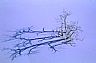 227: Trees Frozen in Ice, Lake Pueblo, Colorado