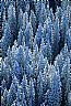 1171: Snow Laden Trees, Archuleta County, Colorado