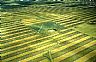1468: Montana Wheat IV, Toole County, Montana 1468: Montana Wheat IV, Toole County, Montana