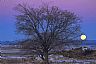 17583: Moonrise & Tree, Pueblo, Colorado 17583: Moonrise & Tree, Pueblo, Colorado