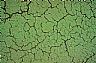2273: Mud Cracks, Death Valley, California 2273: Mud Cracks, Death Valley, California