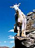 2390: Baby Mountain Goat, Grays Peak, Colorado 2390: Baby Mountain Goat, Grays Peak, Colorado