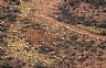 2396: Cattle Grazing in Desert, Cochise County, Arizona 2396: Cattle Grazing in Desert, Cochise County, Arizona