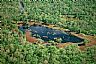4352: Dismal Swamp, Concordia Parish, Louisiana 4352: Dismal Swamp, Concordia Parish, Louisiana