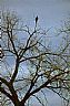 4388: Eagle in Tree, Upper Missouri River, Montana 4388: Eagle in Tree, Upper Missouri River, Montana