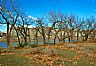 4389: Missouri Rriver Trees, Chouteau County, Montana 4389: Missouri Rriver Trees, Chouteau County, Montana