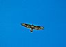 4747: Hawk, Bluff, Alaska 4747: Hawk, Bluff, Alaska