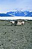 4748: Husky at Knik Glacier, Chugach Mountains, Alaska 4748: Husky at Knik Glacier, Chugach Mountains, Alaska