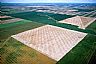 4771: Wheat Fields, Pondera County, Montana 4771: Wheat Fields, Pondera County, Montana
