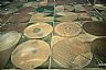 5121: Irrigation Circles, Bailey County, Texas Panhandle 5121: Irrigation Circles, Bailey County, Texas Panhandle