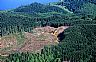 5457: Clear Cut, Near Altoona, Washington 5457: Clear Cut, Near Altoona, Washington
