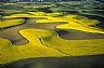 6121: Canola Fields, Whitman County, Washington 6121: Canola Fields, Whitman County, Washington