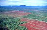 6434: Blueberry Barrens, Washington County, Downeast Maine 6434: Blueberry Barrens, Washington County, Downeast Maine