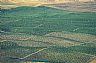 6455: Citrus Groves, San Juaquin Valley, California 6455: Citrus Groves, San Juaquin Valley, California