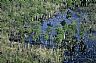 7026: Dismal Swamp, Concordia Parish, Louisiana 7026: Dismal Swamp, Concordia Parish, Louisiana