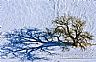9784: Blizzard Tree, Otero County, Colorado 9784: Blizzard Tree, Otero County, Colorado