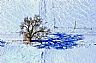 9785: Blizzard Tree, Bent County, Colorado 9785: Blizzard Tree, Bent County, Colorado