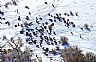 9786: Blizzard Stranded Livestock, Bent County, Colorado 9786: Blizzard Stranded Livestock, Bent County, Colorado