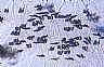 9787: Blizzard Stranded Livestock, Bent County, Colorado 9787: Blizzard Stranded Livestock, Bent County, Colorado