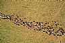 9841: Cows Coming Home, Near Guerro. 9841: Cows Coming Home, Near Guerro.