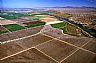 10869: Cotton Fields, Riverside County, California 10869: Cotton Fields, Riverside County, California