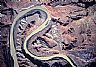 11071: The Gooseneck, San Juan County, Utah