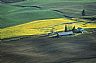 12244: Canola, Garfield County, Washington 12244: Canola, Garfield County, Washington