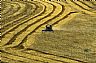 12273: Combining Wheat, Harper County, Kansas 12273: Combining Wheat, Harper County, Kansas