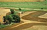 12274: Wheat Farming, Harper County, Kansas 12274: Wheat Farming, Harper County, Kansas