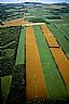 12406: P.E.I. Fields, Near Carleton, Prince Edward Island 12406: P.E.I. Fields, Near Carleton, Prince Edward Island