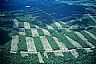 12441: Tree Farm, Franklin County, Maine - Quebec Border 12441: Tree Farm, Franklin County, Maine - Quebec Border