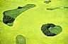 12462: Canola, Estevan, Saskatchewan 12462: Canola, Estevan, Saskatchewan
