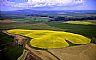 12470: Wheat & Canola Fields, Nez Perce County, Idaho 12470: Wheat & Canola Fields, Nez Perce County, Idaho