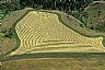 12468: Wheat Field, Nez Perce County, Idaho 12468: Wheat Field, Nez Perce County, Idaho