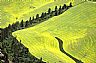 12471: Canola Field, Nez Perce County, Idaho 12471: Canola Field, Nez Perce County, Idaho