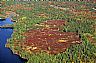 12481: Blueberry Barrens, Piscataquis County, Maine 12481: Blueberry Barrens, Piscataquis County, Maine