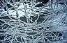 12588: Ice Cracks, Pueblo County, Colorado 12588: Ice Cracks, Pueblo County, Colorado