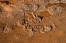 12596: Footprints, Wayne County, Utah 12596: Footprints, Wayne County, Utah