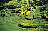12616: Kebler Pass, Gunnison County, Colorado 12616: Kebler Pass, Gunnison County, Colorado