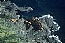 12820: Wreck of SS Langleecrag, Great Sacred Island, Newfoundland 12820: Wreck of SS Langleecrag, Great Sacred Island, Newfoundland