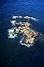 12892: Ano Nuevo Island, Monterey County, California 12892: Ano Nuevo Island, Monterey County, California