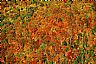 13149: Upper Michigan Fall Color, Keweenaw County, Michigan 13149: Upper Michigan Fall Color, Keweenaw County, Michigan