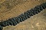 13557: Tire Dump, Stilwell, Arkansas 13557: Tire Dump, Stilwell, Arkansas